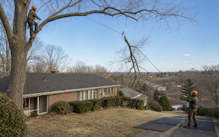 The Jolivue Guide to Tree Removal and Pruning