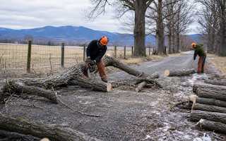 Storm Damage and Tree Removal in Churchville