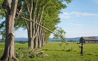 Pruning, Removal and Stump Grinding Near Mount Sidney
