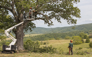 Tree Care That Fits Greenville