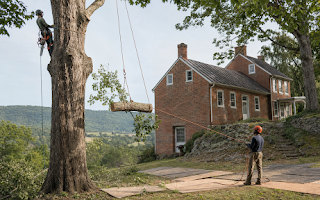 Middlebrook Tree Removal: What It Costs and How It Works