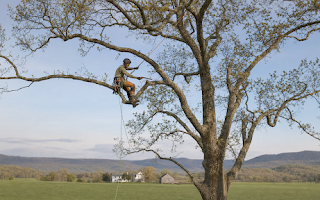 Maurertown Tree Service: Removal, Pruning and Stump Grinding