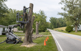 Serving Toms Brook, Virginia: Tree Removal Done Right