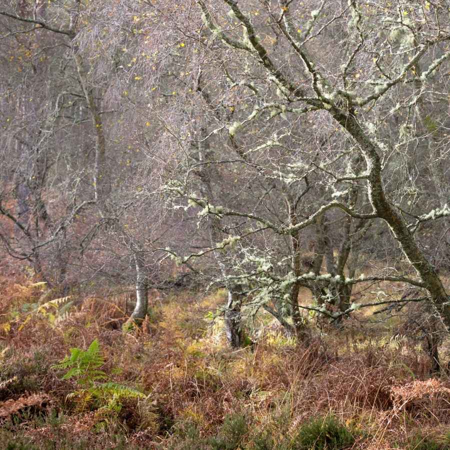 How Existing Ponds (Non-Priority Habitat) Is Improved