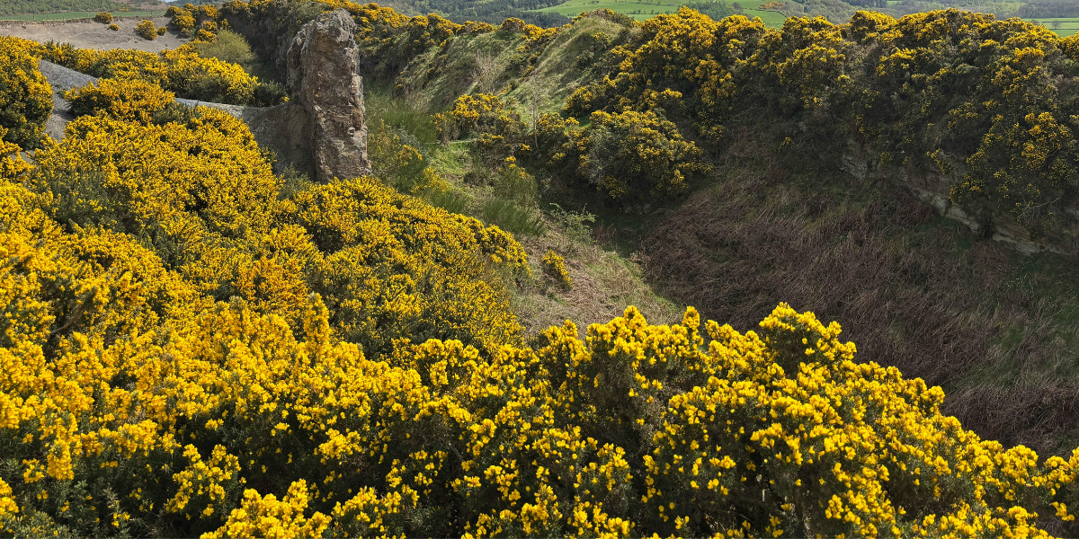 How Existing Gorse Scrub Habitat Is Improved