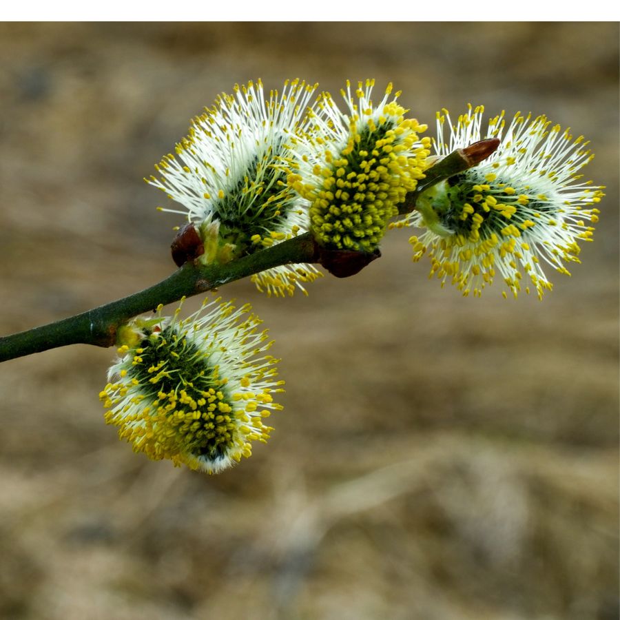 Willow Scrub BNG Units