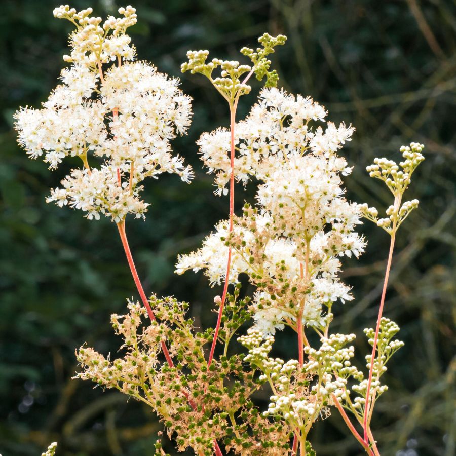 Ponds (Priority Habitat) BNG Units