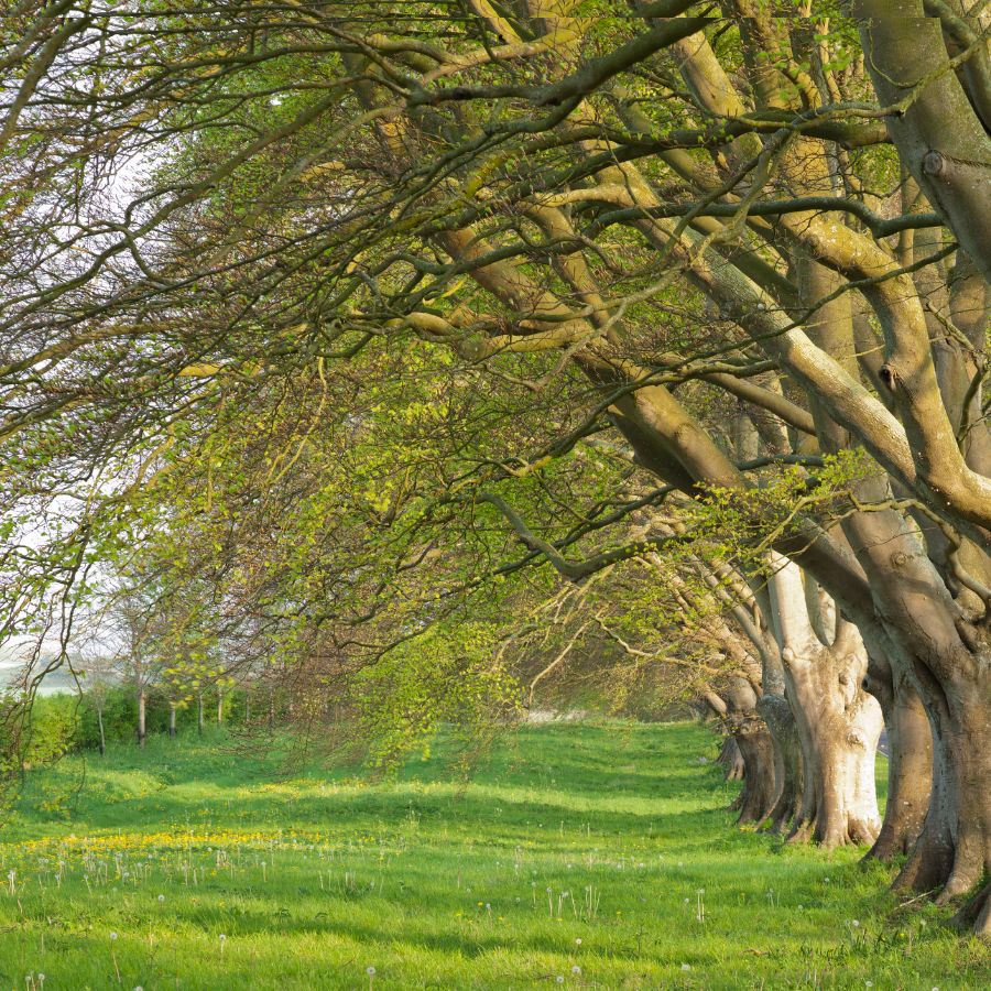 How Existing Line of Trees Are Improved