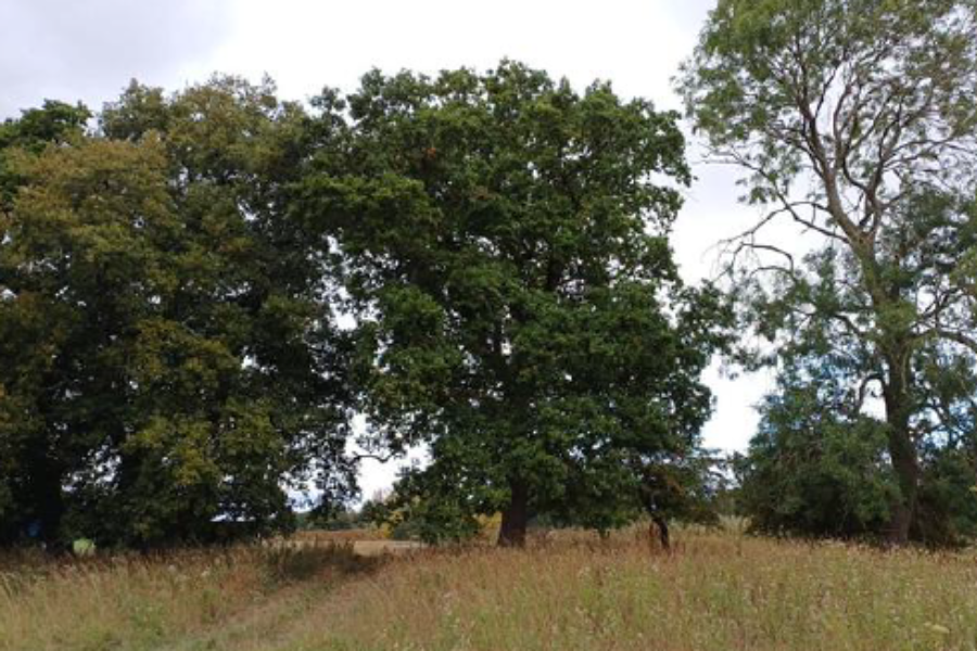 Ecologically Valuable Line of Trees BNG Units