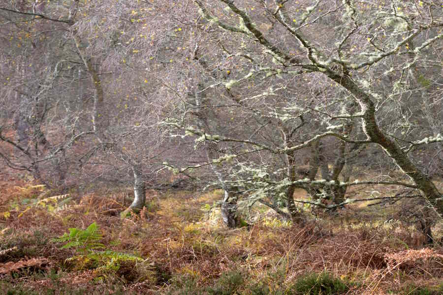 How Existing Bracken Habitat Is Improved