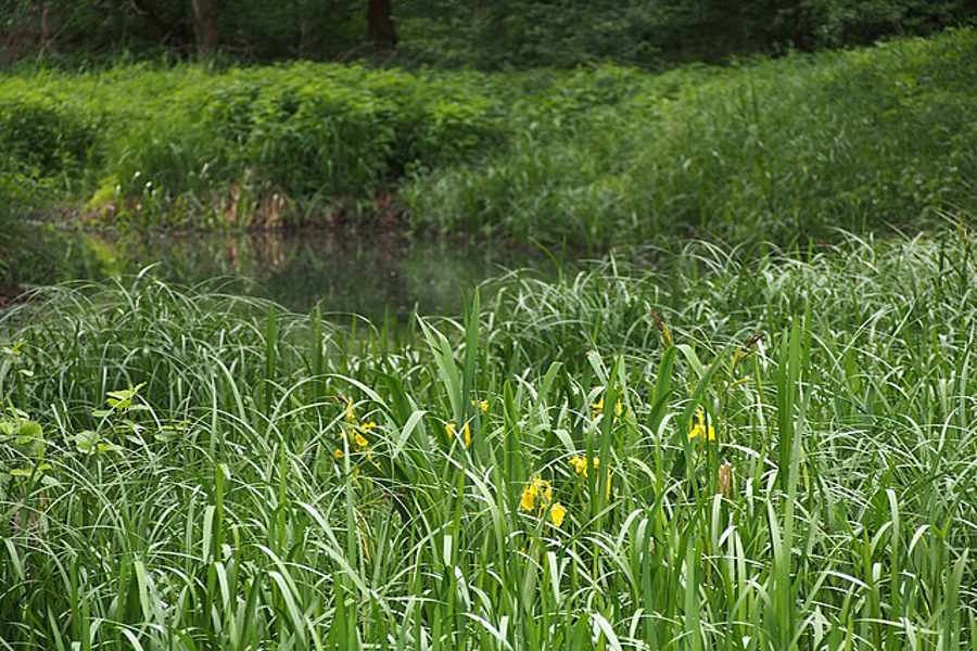 Ponds (Non-Priority Habitat) BNG Units