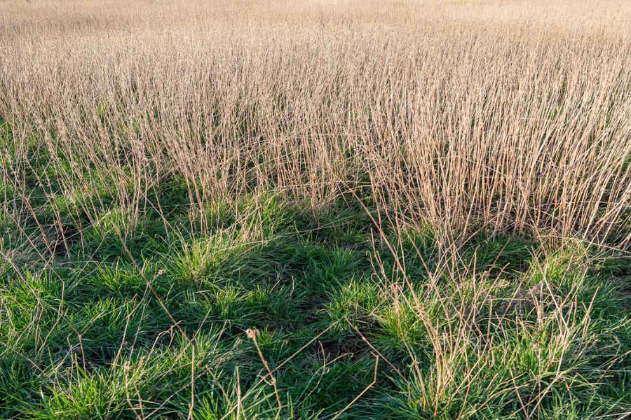 How Existing Other Neutral Grassland is Improved