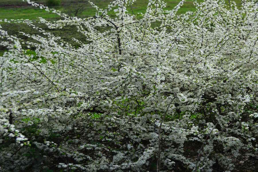 How Existing Blackthorn Scrub Is Improved