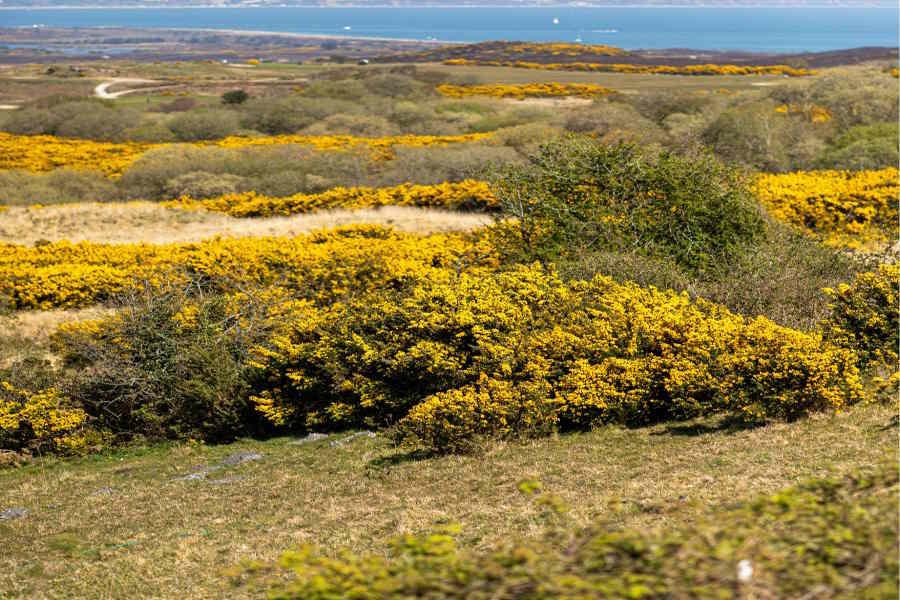 How Existing Gorse Scrub Habitat Is Improved