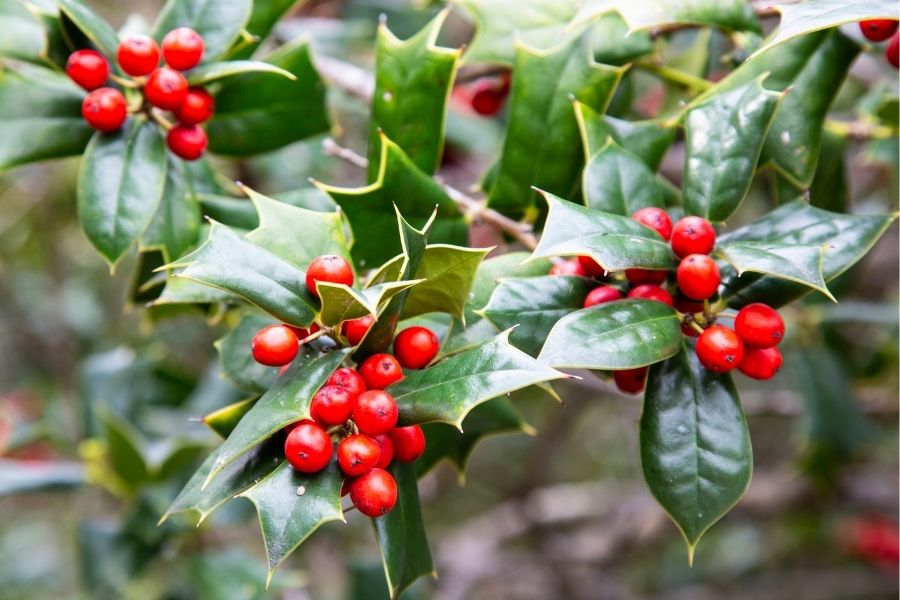 How Existing Ecologically Valuable Line of Trees Are Improved