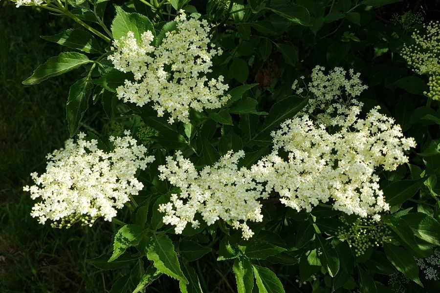 How Existing Hawthorn Scrub Habitat Is Improved