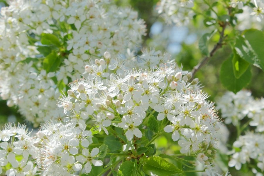 How Existing Hazel Scrub is Improved