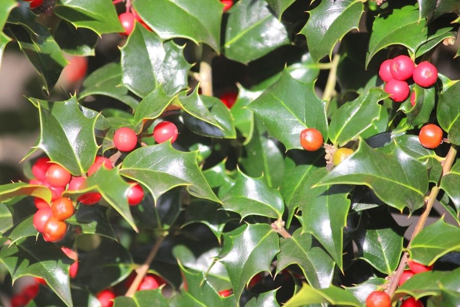 How Existing Line of Trees Are Improved