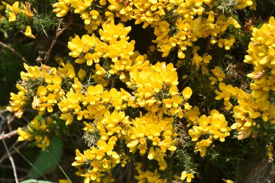 How Existing Lowland Heathland is Improved