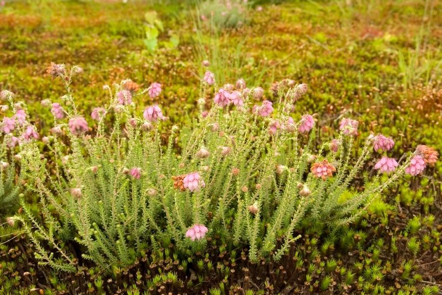 Lowland Heathland BNG Units