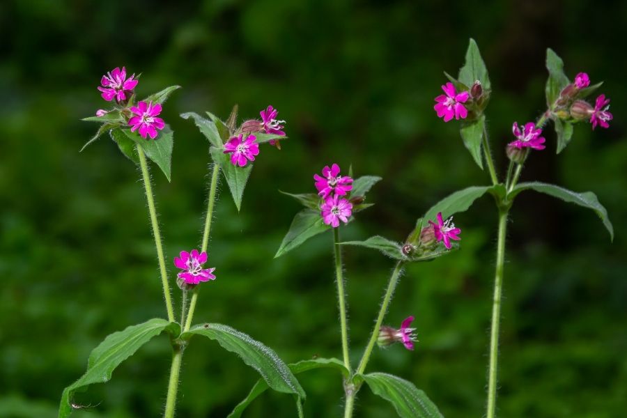 Red campion, a wildflower of hedgerows and woodland edges