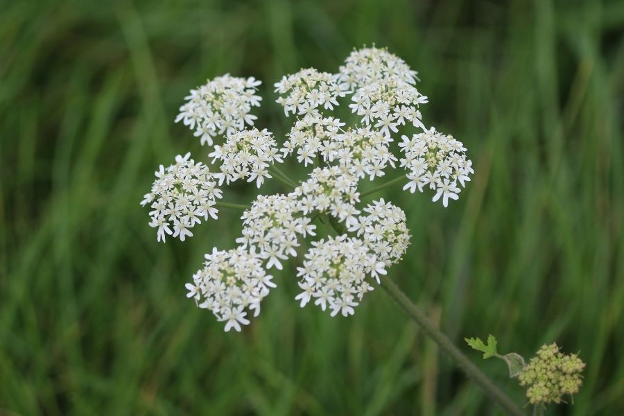 Native Hedgerow BNG Units