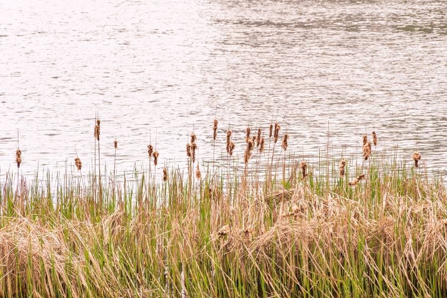 How Existing Ponds (Non-Priority Habitat) Is Improved