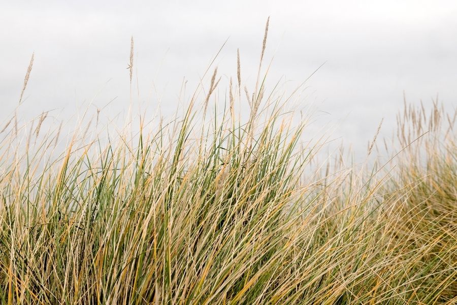How Existing Upland Acid Grassland Is Improved