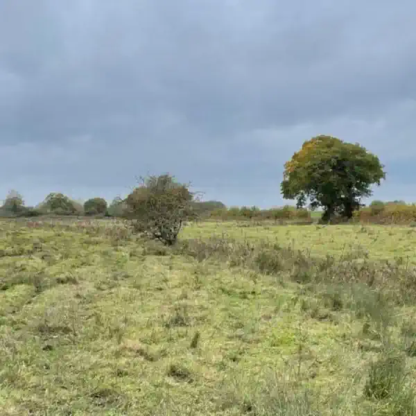 Yare Nutrient Mitigation