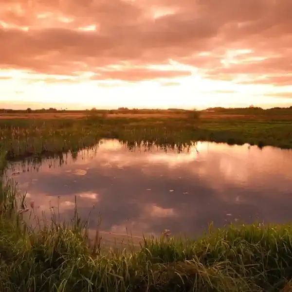 Stodmarsh Nutrient Mitigation