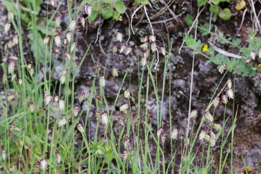 How Existing Upland Calcareous Grassland Is Improved