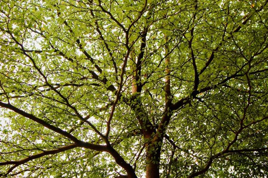How Existing Upland Mixed Ashwoods Is Improved