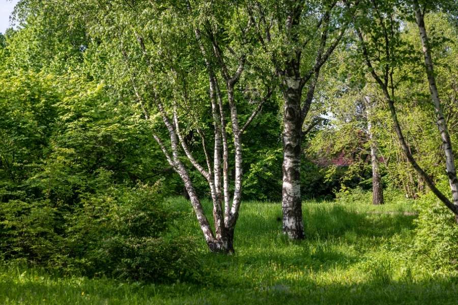 How Existing Upland Oakwood Is Improved