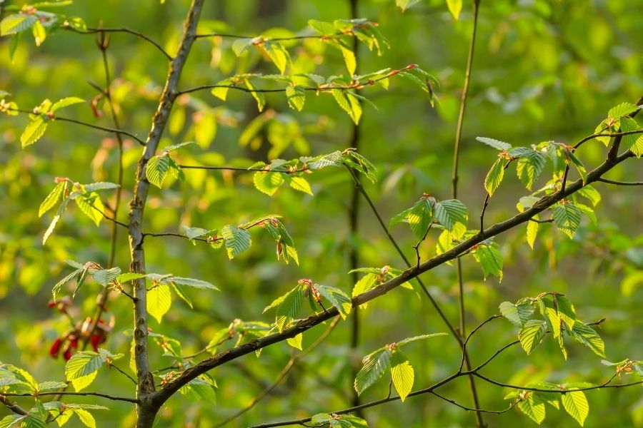 How Existing Wood-pasture and Parkland Is Improved