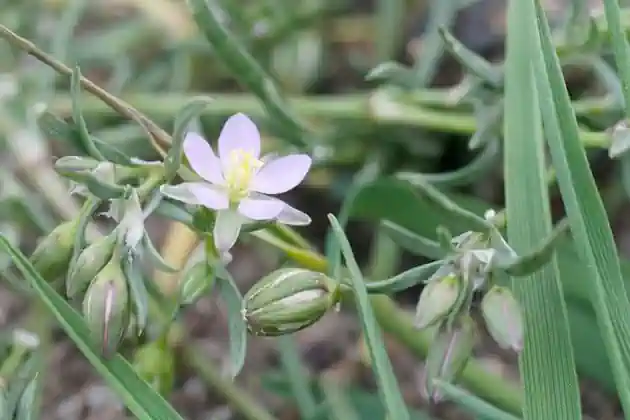 How Existing Arable Field Margins Cultivated Annually Are Improved 