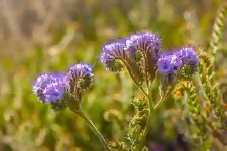 How Existing Arable Field Margins Game Bird Mix Are Improved