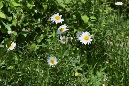 How Existing Arable Field Margins Pollen and Nectar Are Improved
