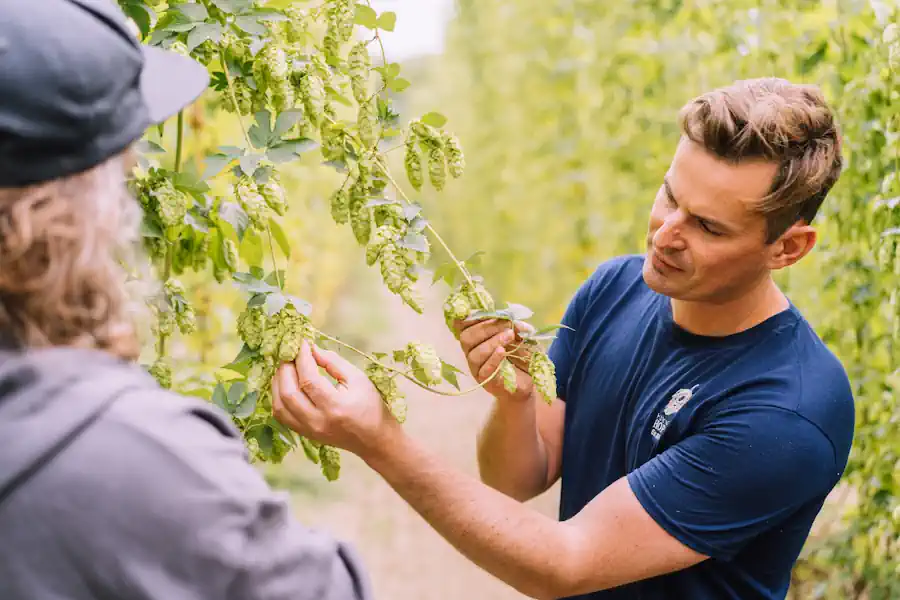 Ross Hukins checking hops at Haffenden Farm, Kent