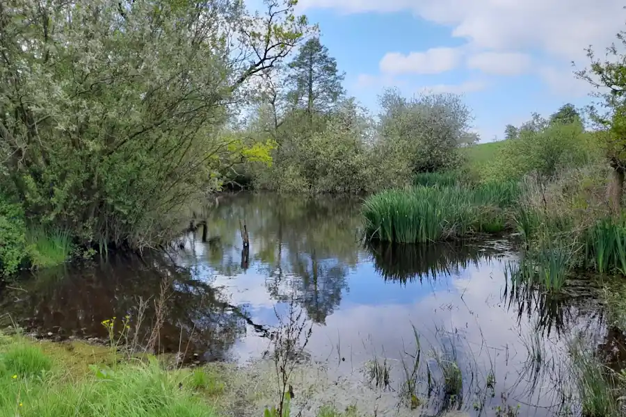 A pond fringed with reeds and trees at the Davenham Habitat Bank, Cheshire
