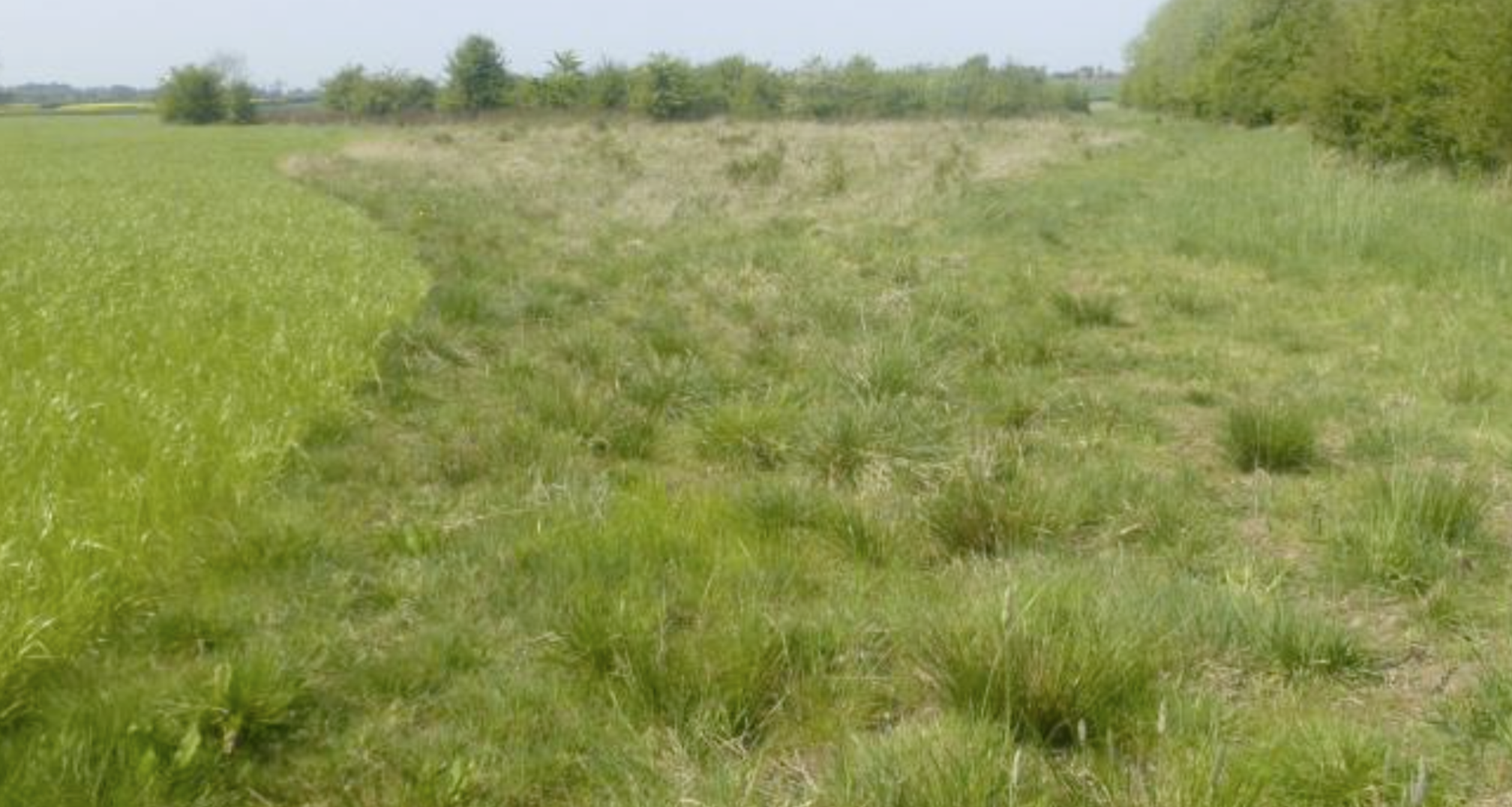 Tees NN at Swinbank
