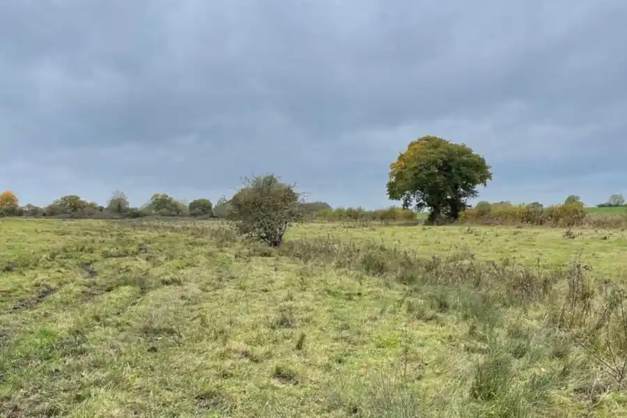 Grassland habitat under restoration at Yare