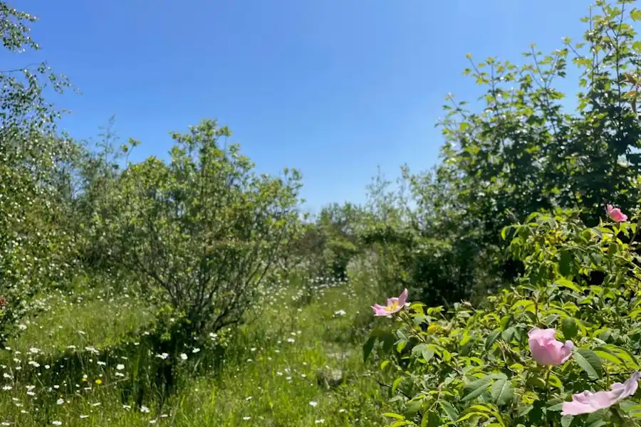Mixed scrub with dog rose in flower