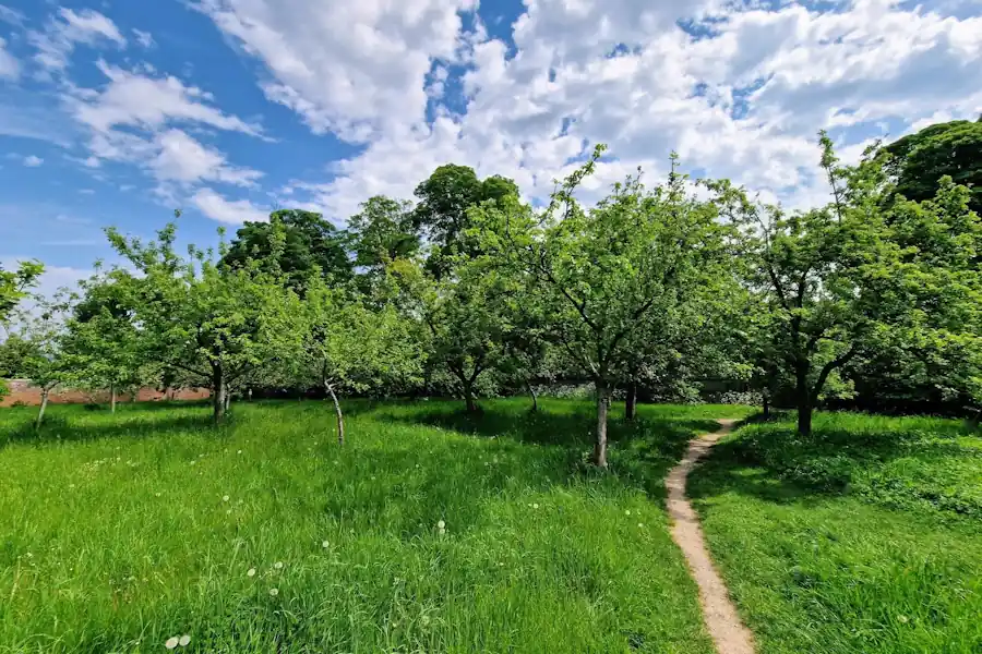 Traditional orchard trees in rows