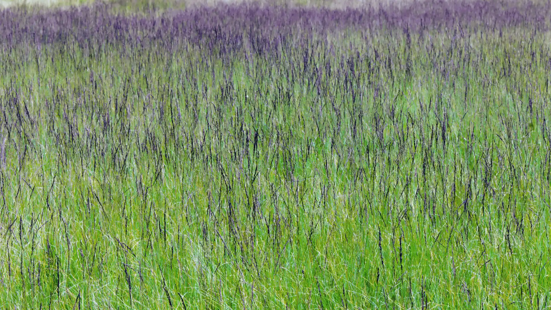 North York Moors National Park LPA