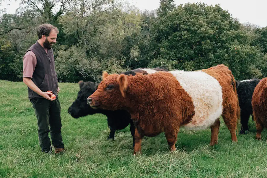 Farmer with Belted Galloway cattle on grassland
