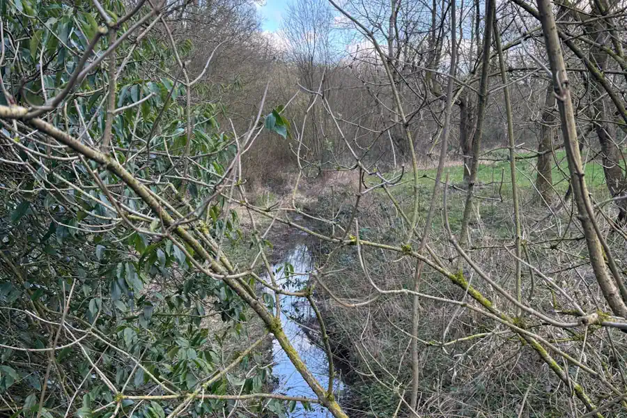 Stream running through woodland at Shavington