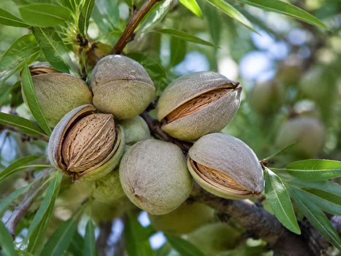 Cluster of green almond nuts on tree branches with some shells partially open and green leaves.