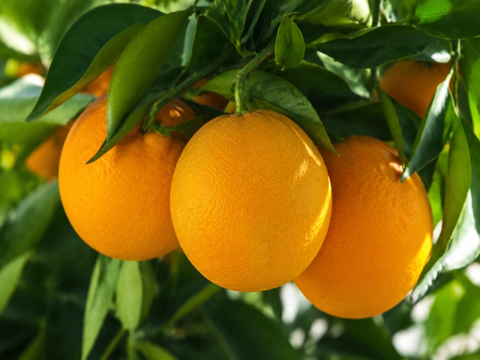 Three ripe oranges hanging on a tree branch with green leaves in sunlight.