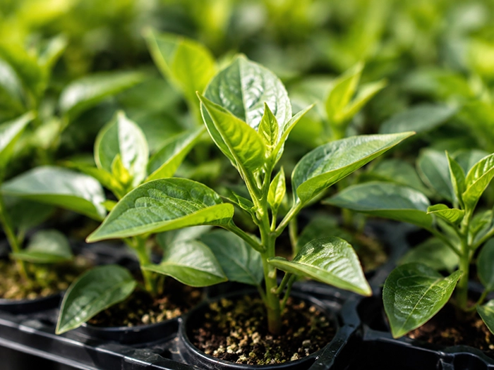 Close-up of young green plants growing in small black pots with soil.
