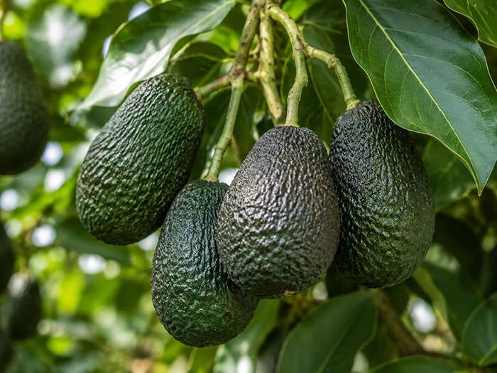 Cluster of ripe avocados hanging from tree branches surrounded by green leaves.